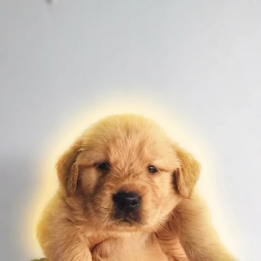 pup logo