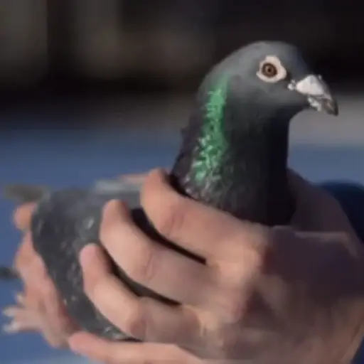 The 7 Stolen Pigeons logo