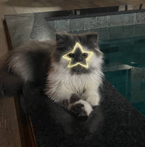 STARCAT logo