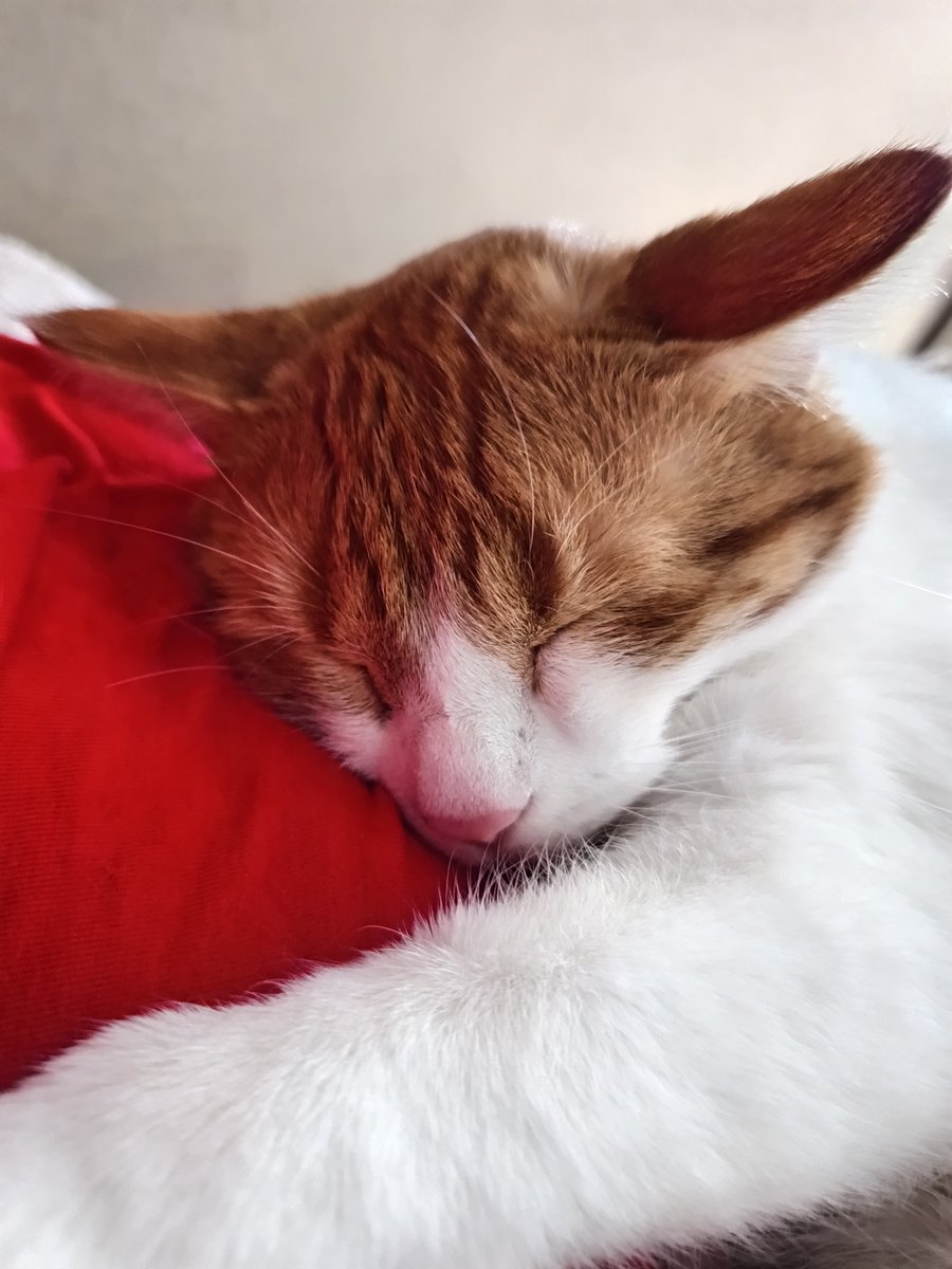 Cat saved by ChatGPT logo