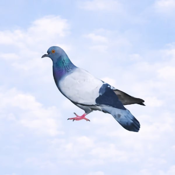Spinning Pigeon logo