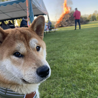 Disaster Doge logo