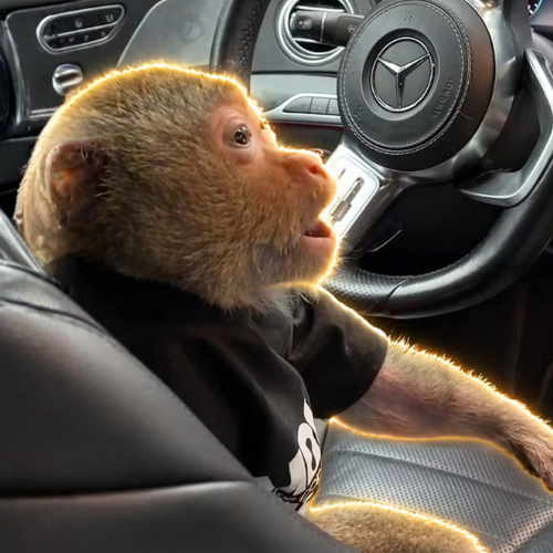 Charlie the Monkey logo