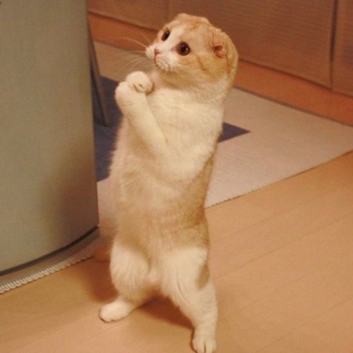 lolcat logo