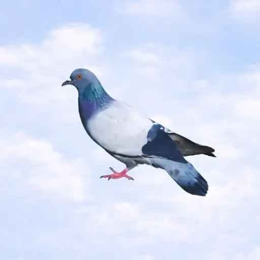Spinning Pigeon logo