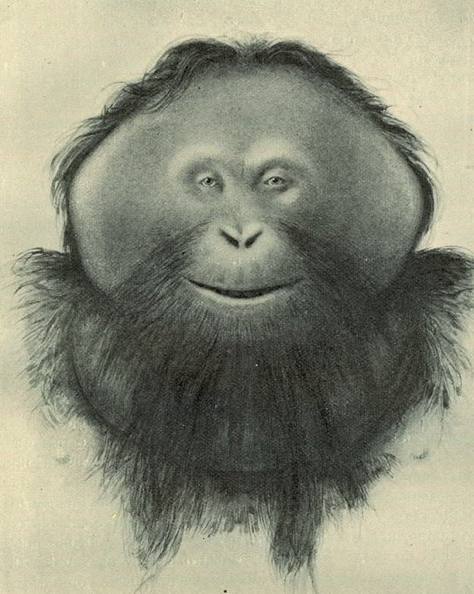 esoteric monkey logo