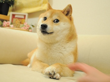 Dogecoin logo