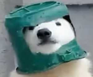 bear wif bucket logo