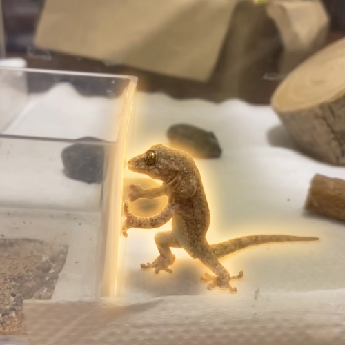 Sisyphus Gecko logo
