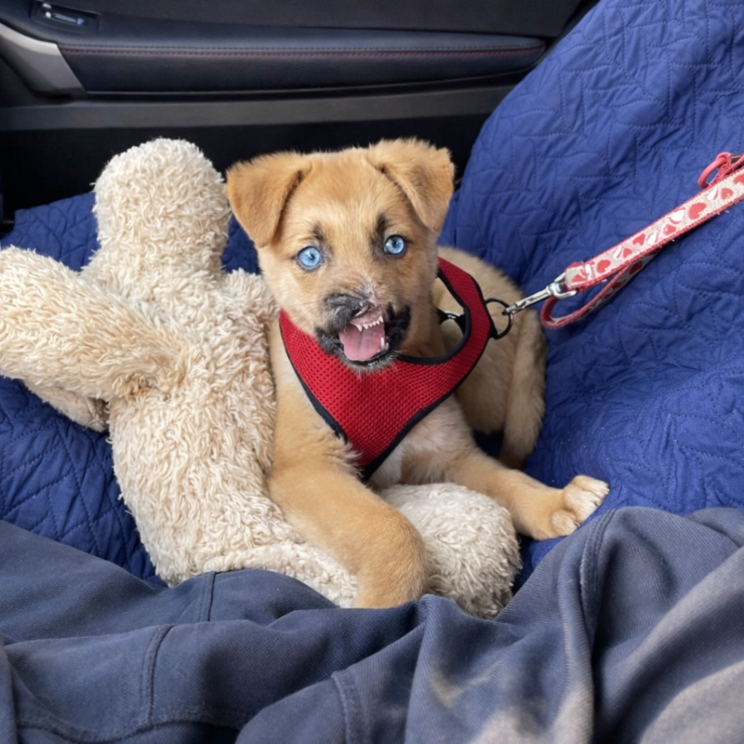 The Miracle Pup logo