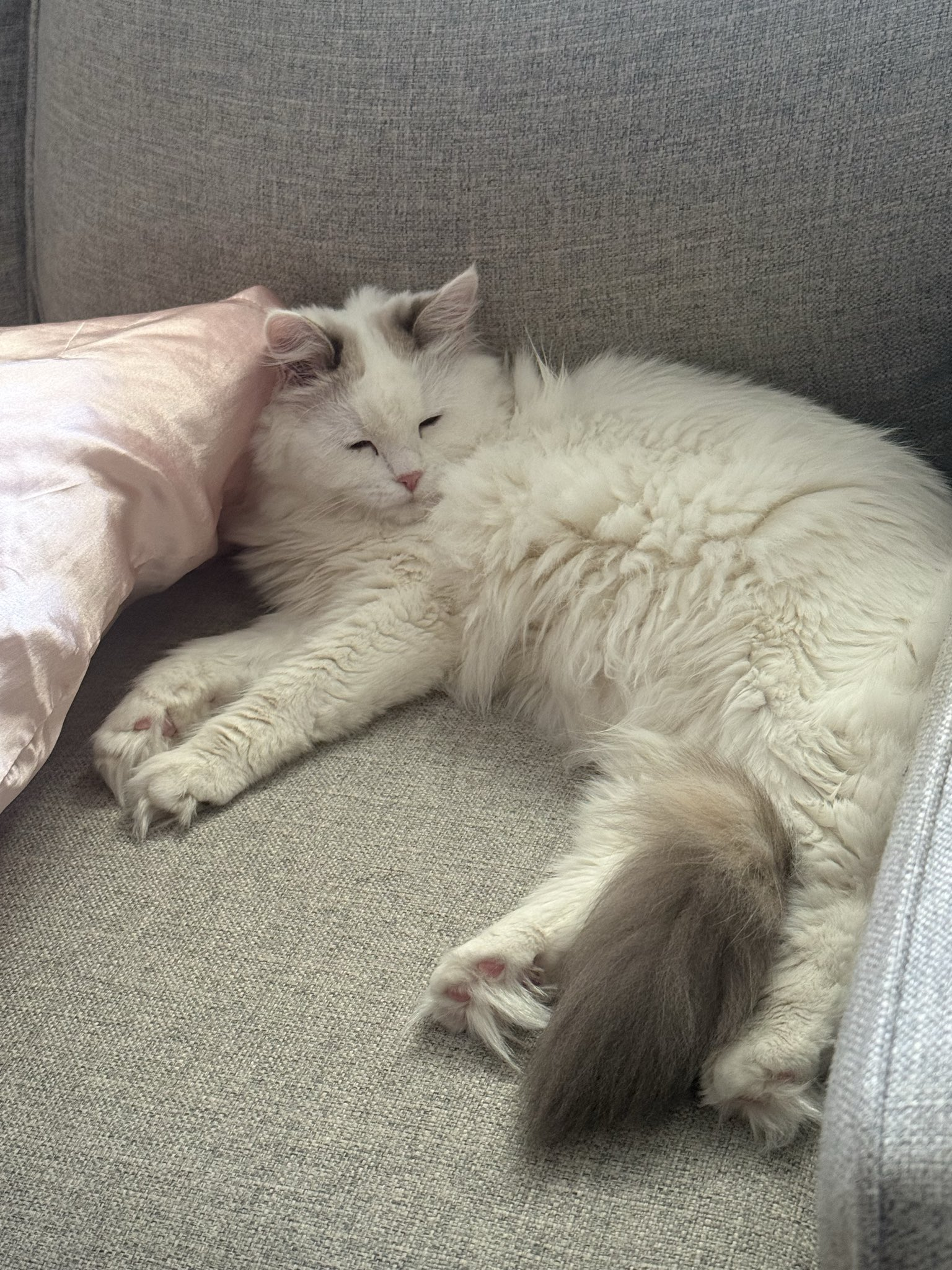 ASTEROID prototype cat logo