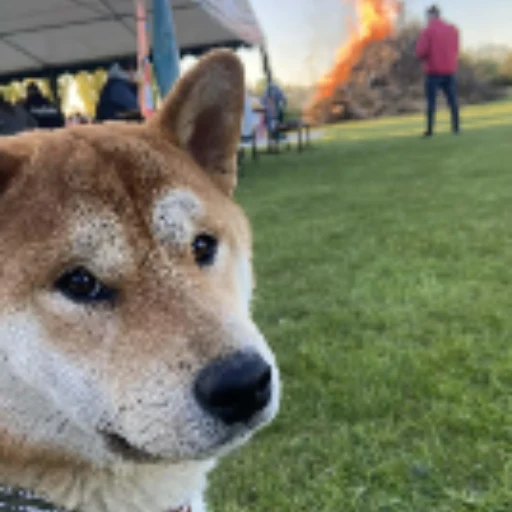 Disaster Shiba logo